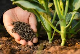 Organic fertilizers